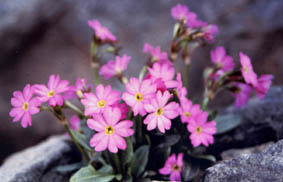 Primula rosea